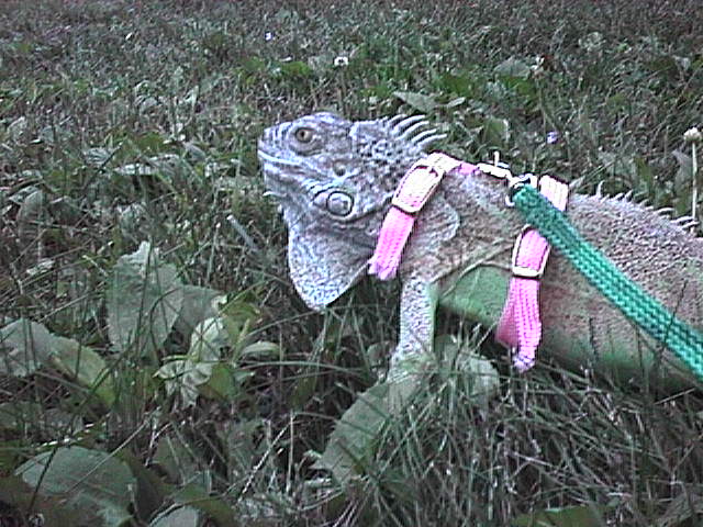 spike the green iguana