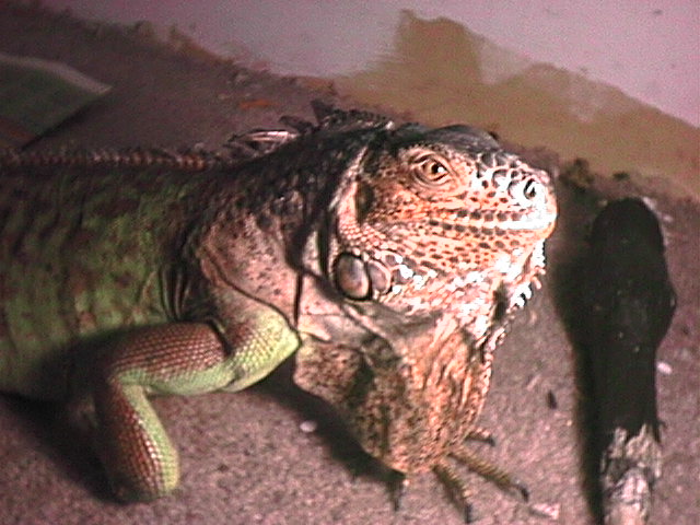 Sargent my green iguana