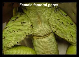 femalepores