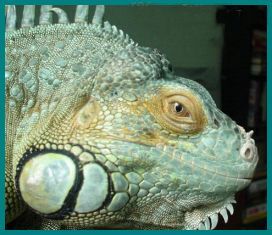 Mle Iguana